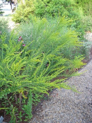 Pinebarren Goldenrod